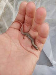 Plestiodon egregius similis