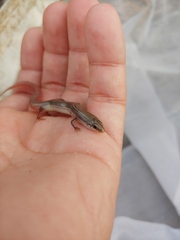 Plestiodon egregius similis