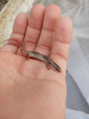 Plestiodon egregius similis