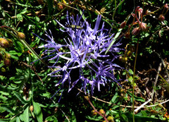 Carthamus mitissimus