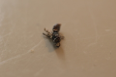 Hylaeus