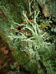Cladonia cenotea