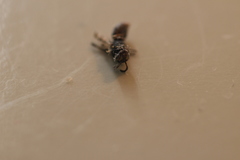 Hylaeus