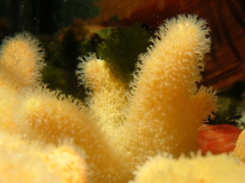 Dead Man's Fingers, photo 2 of 10