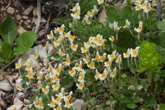 Linaria reflexa