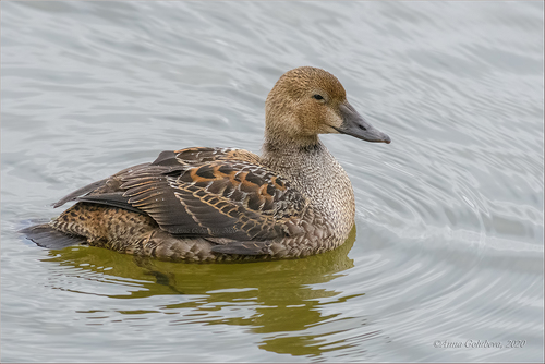 King Eider