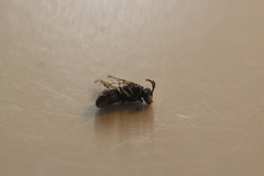 Hylaeus