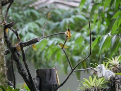 Euphonia laniirostris