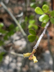 Commiphora orbicularis image