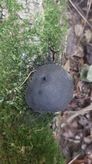 Daldinia concentrica