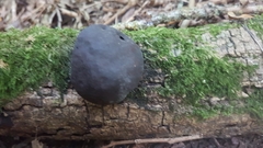 Daldinia concentrica