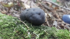 Daldinia concentrica