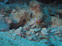 Amblyeleotris randalli