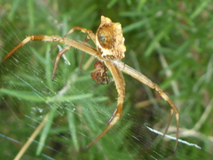 Argiope argentata