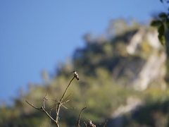 Elliotomyia viridicauda