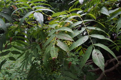 Sorbus commixta