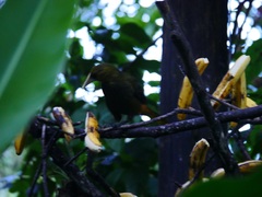 Psarocolius atrovirens