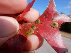 Polystepha pustuloides