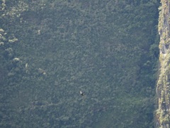Pygochelidon cyanoleuca
