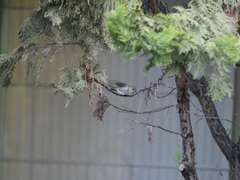 Elliotomyia viridicauda