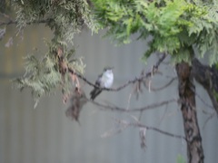 Elliotomyia viridicauda