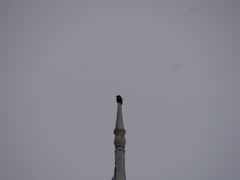 Pyrocephalus rubinus obscurus