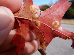 Polystepha pustuloides