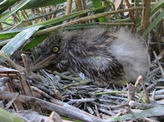 Nycticorax nycticorax