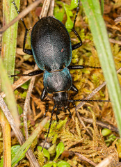 Carabus convexus