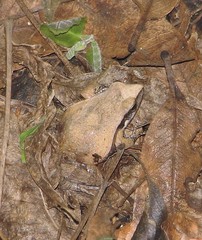 Physalaemus albonotatus