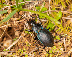 Carabus convexus