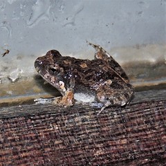 Physalaemus biligonigerus