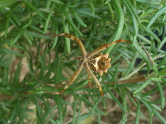 Argiope argentata