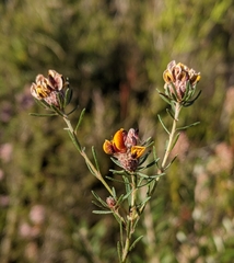 Pultenaea dentata