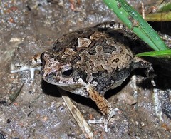 Physalaemus biligonigerus