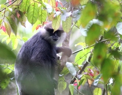 Semnopithecus vetulus