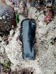 Scyliorhinus canicula