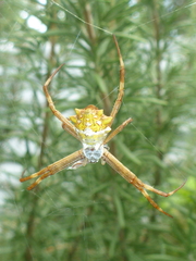 Argiope argentata
