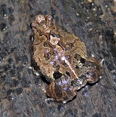 Physalaemus biligonigerus