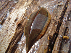 Newzealandia