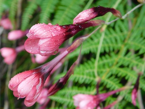 Geissorhiza callista