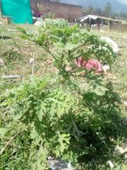 Ambrosia arborescens