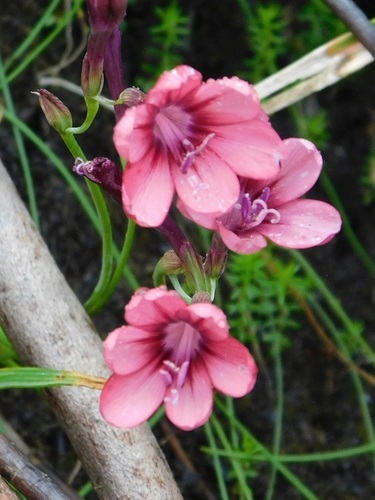 Geissorhiza callista