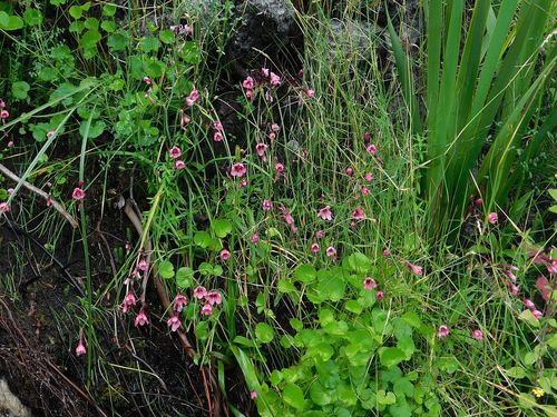 Geissorhiza callista