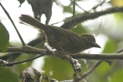 Chlorothraupis stolzmanni