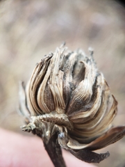 Antistrophus