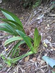 Hymenocallis littoralis