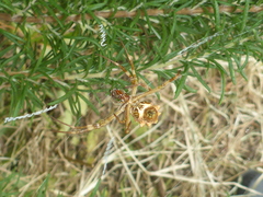Argiope argentata