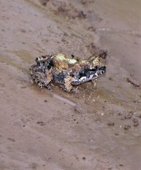 Physalaemus biligonigerus