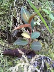 Cavendishia bracteata